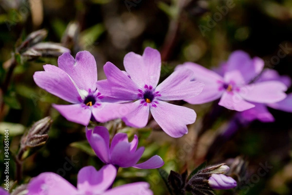 Fototapeta 紫色の芝桜