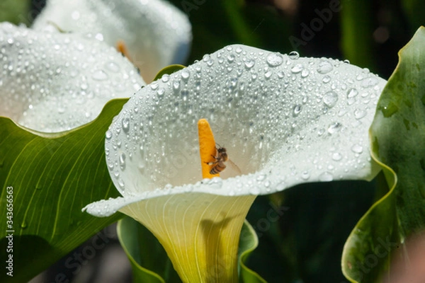 Fototapeta Closeup of white Calla Lily (Arum Lily)