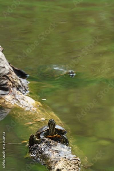 Fototapeta ミドリガメ