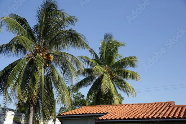 Fototapeta palm trees against blue sky and red tiled roof with copy space for text