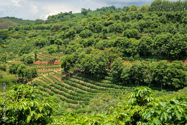 Fototapeta lavouras de café