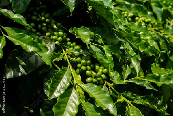 Fototapeta café verde