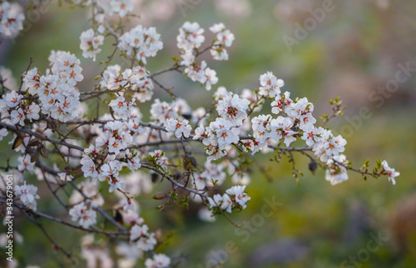 Fototapeta Spring flowers