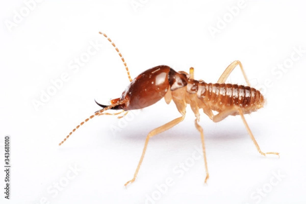 Obraz Termite on isolated whited background