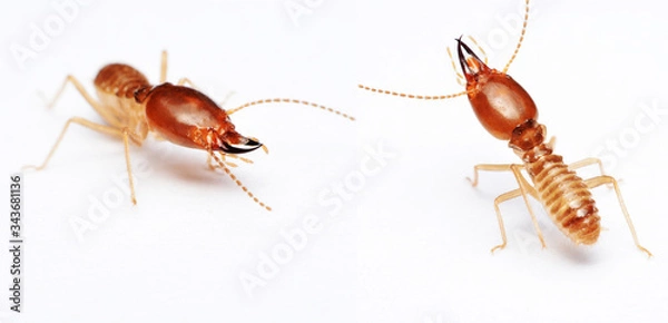 Obraz Termite on isolated whited background