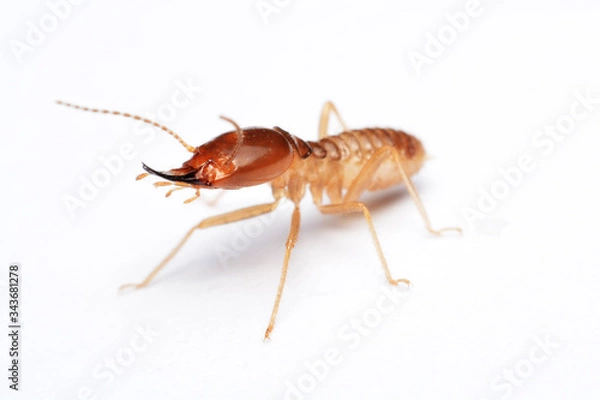 Obraz Termite on isolated whited background