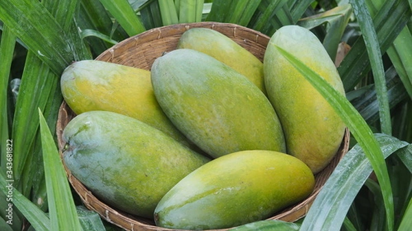 Obraz Mango tropical fruit in wooden basket put on green leaf background