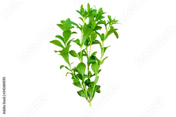 Fototapeta Close up green of  stevia plant is herbal sweetener isolated on white background.Saved with clipping path.