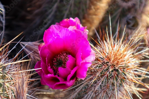 Obraz Purple Blooming Cholla Cactus Flower