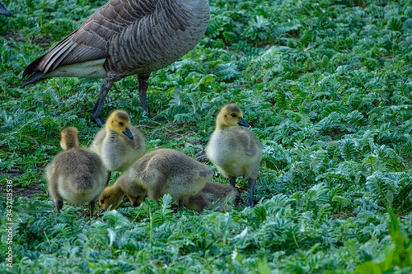 Obraz Canadian goose with little baby goose feeding in grassy area in Canada Vancouver West End Stanley Park 