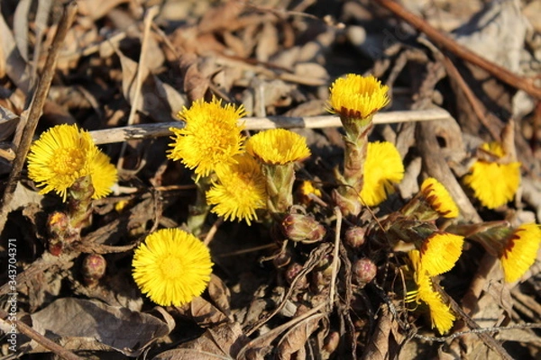 Obraz yellow flowers in spring