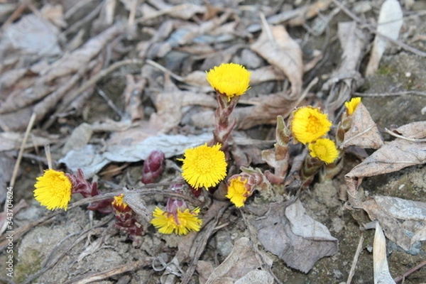 Obraz yellow flowers in spring