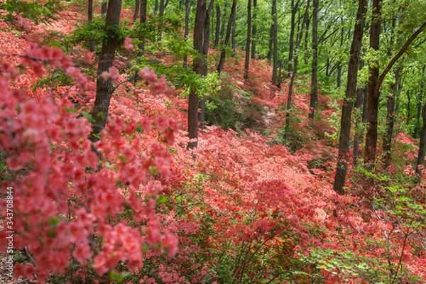 Fototapeta ヤマツツジの森