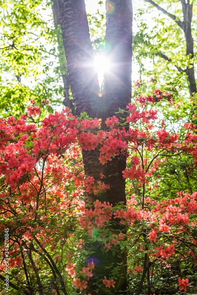 Fototapeta ヤマツツジと太陽