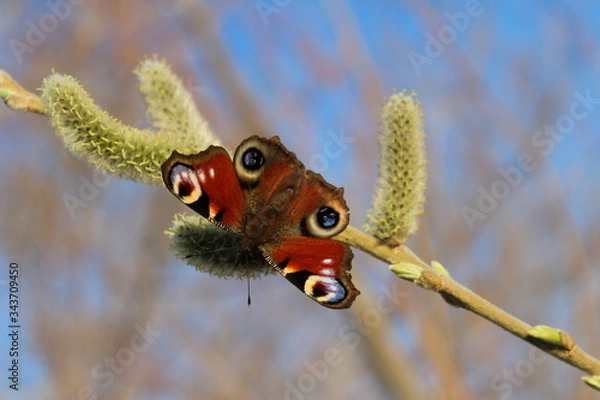 Obraz butterfly on a willow branch