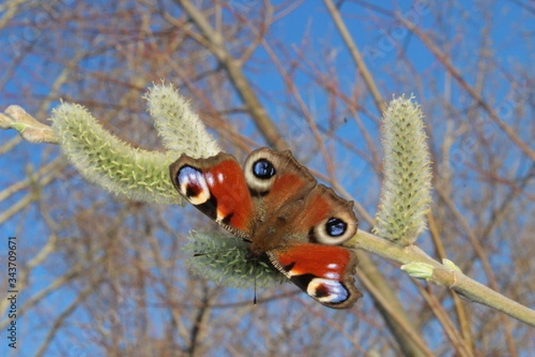 Obraz butterfly on a willow branch