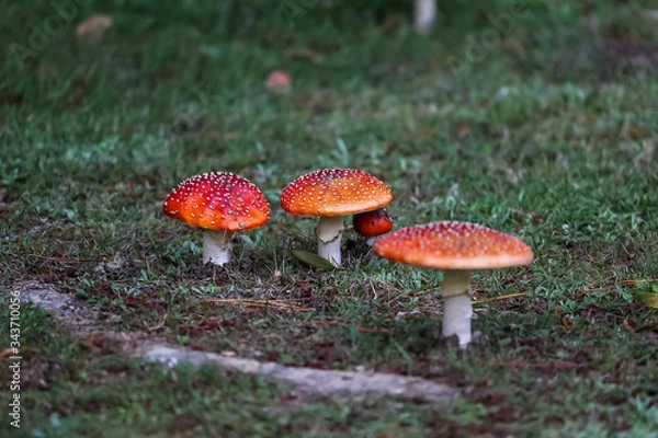 Obraz Toadstools