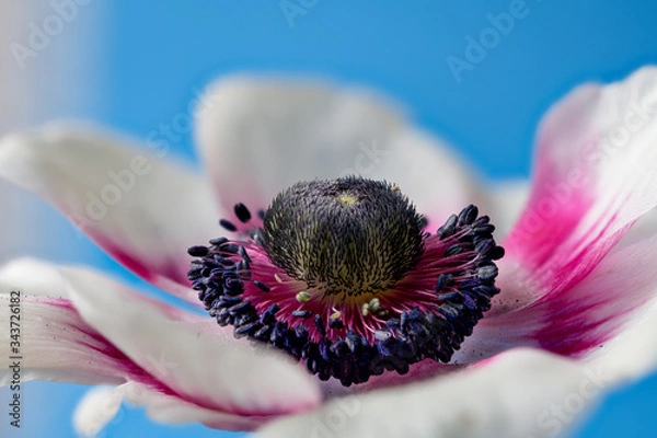 Obraz Anemone coronaria. partly blurred, macro shot