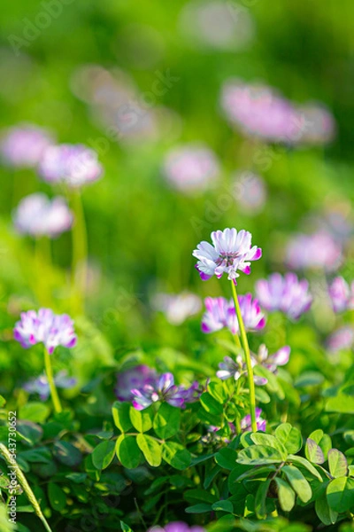 Fototapeta れんげ草