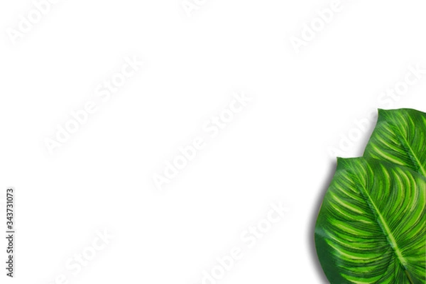 Obraz Monstera leaves on white background. Top view concept.Beautiful leaves that are popularly grown indoors or in the room to decorate.