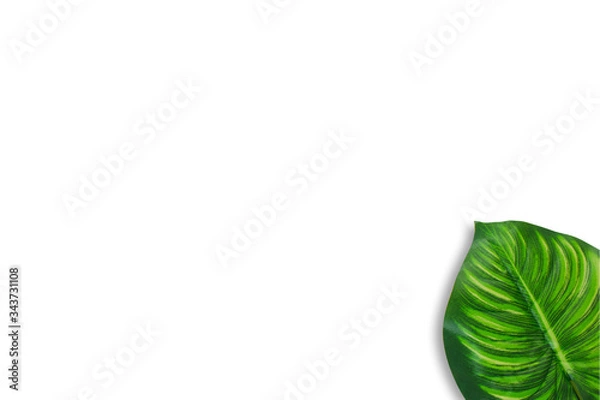 Obraz Monstera leaves on white background. Top view concept.Beautiful leaves that are popularly grown indoors or in the room to decorate.