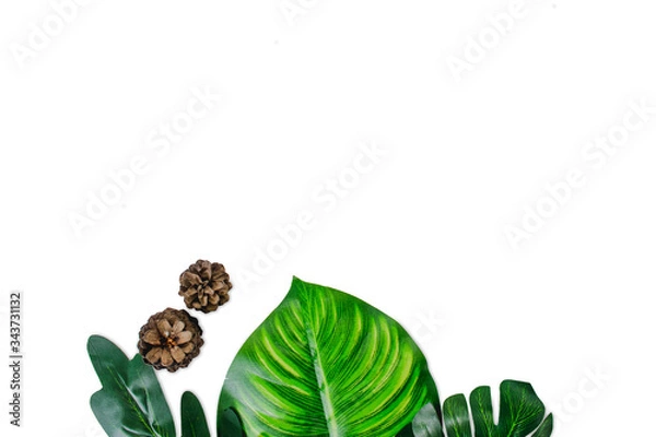 Obraz Monstera leaves on white background. Top view concept.Beautiful leaves that are popularly grown indoors or in the room to decorate.