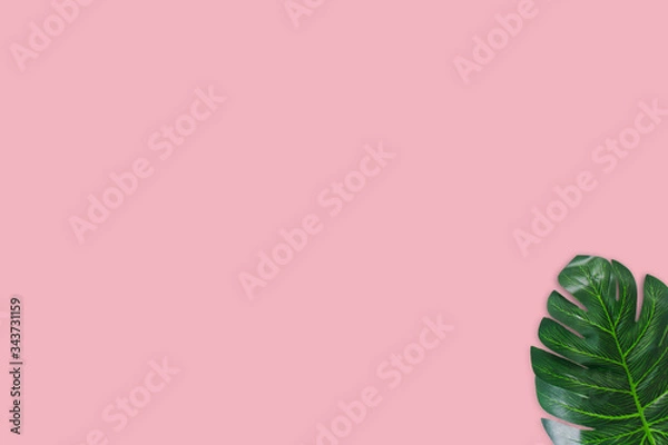 Obraz Monstera leaves on pink background. Top view concept.Beautiful leaves that are popularly grown indoors or in the room to decorate.
