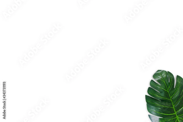 Obraz Monstera leaves on white background. Top view concept.Beautiful leaves that are popularly grown indoors or in the room to decorate.