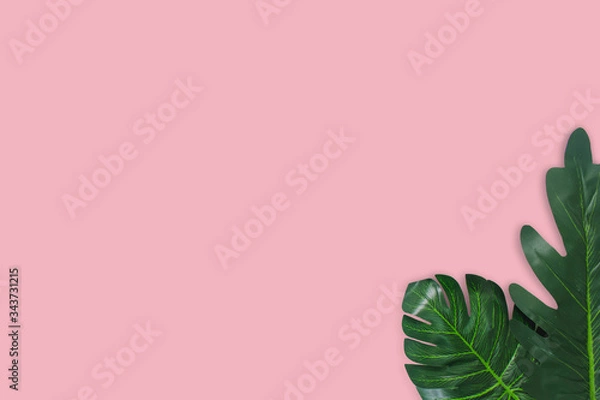 Obraz Monstera leaves on pink background. Top view concept.Beautiful leaves that are popularly grown indoors or in the room to decorate.