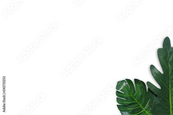 Obraz Monstera leaves on white background. Top view concept.Beautiful leaves that are popularly grown indoors or in the room to decorate.