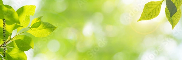 Obraz  新緑の季節のイメージ（新しく芽吹いた若い黄緑色の葉）、明るい未来、新しいスタート、幸せ、などのイメージ