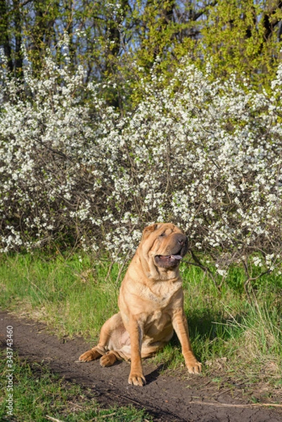 Fototapeta sharpey thoroughbred red cheerful dog in the spring forest, posing for the camera. care of domestic animals. spring walk with a dog in the woods