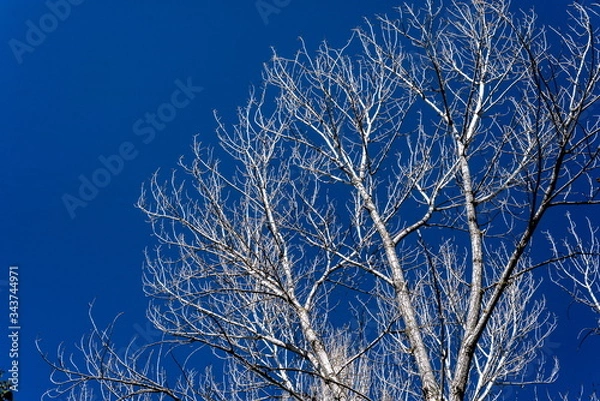 Fototapeta Trees and sky