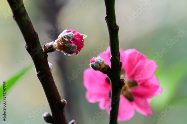 Obraz Peach flowers in the garden