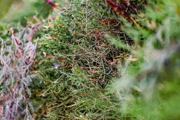 Fototapeta Twigs of thuja, a coniferous shrub, close-up on a blurred green background in sunlight with a yellow tinge on the side
