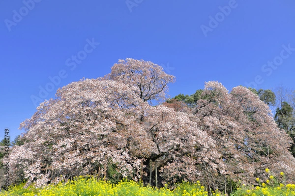 Obraz cherry blossom 日本の桜 山桜 吉高の大桜 絶景 青空 千葉 印西 菜の花