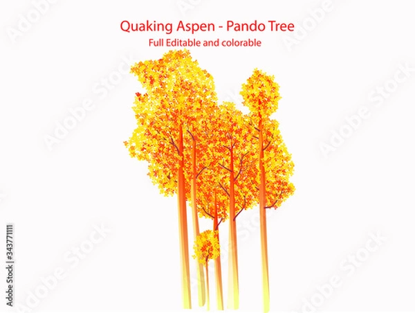 Fototapeta Quaking aspen Pando tree Flat vector Icon illustration full editable