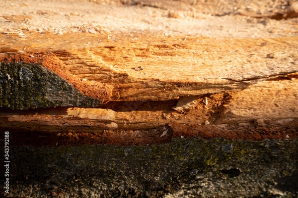 Obraz Raue Holzoberfläche