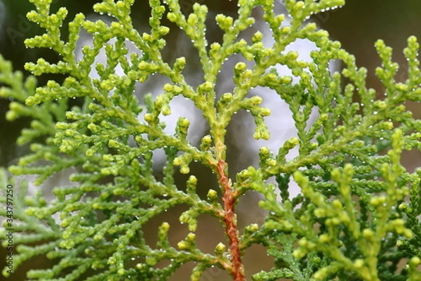 Obraz white flowers on the tree