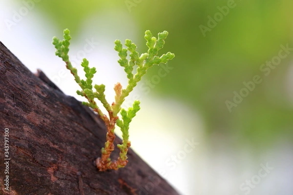 Obraz green leaves on a tree