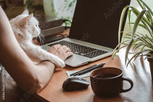 Obraz A man with a laptop works in a home office during quarantine. Fluffy white domestic cat sitting on his lap.