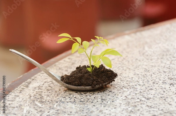 Obraz seedling in a pot