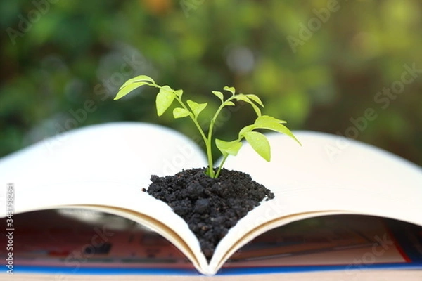 Obraz seedling in a pot