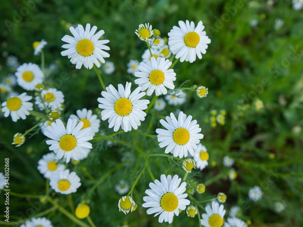Obraz White daisies, bees, pollen