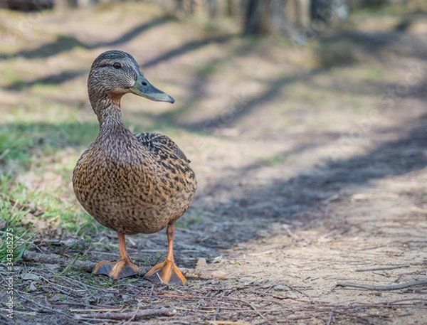 Obraz Walking duck in park