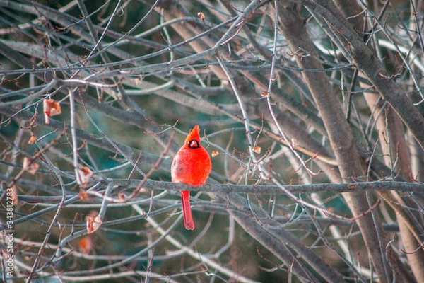 Obraz Cardinal perched in a tree in the winter