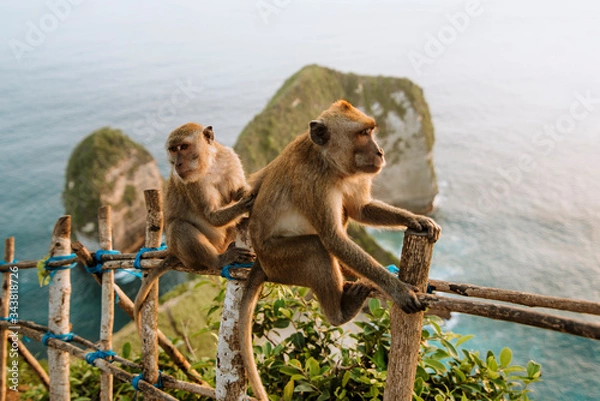 Obraz kelingking beach monkeys