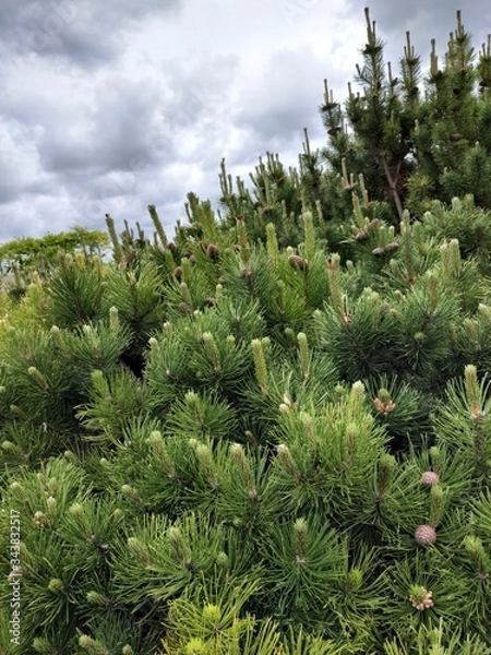 Obraz Krajobraz latem