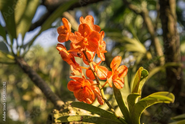 Fototapeta Orange Orchids in the Garden