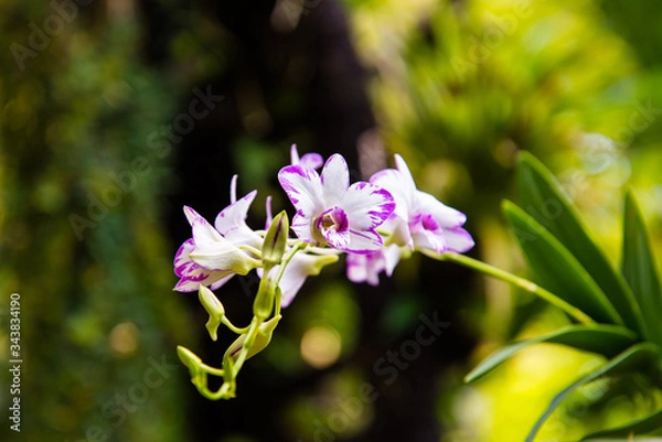 Fototapeta Purple Orchids in the Garden